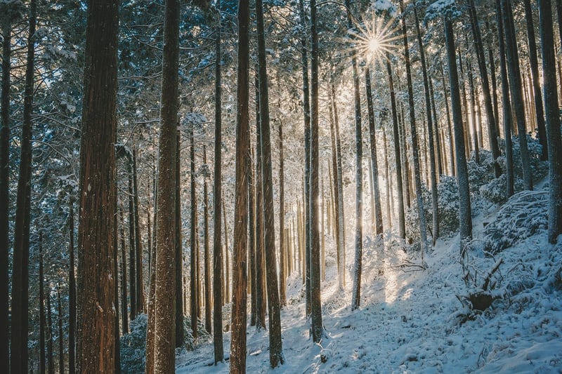 Aokigahara Forest