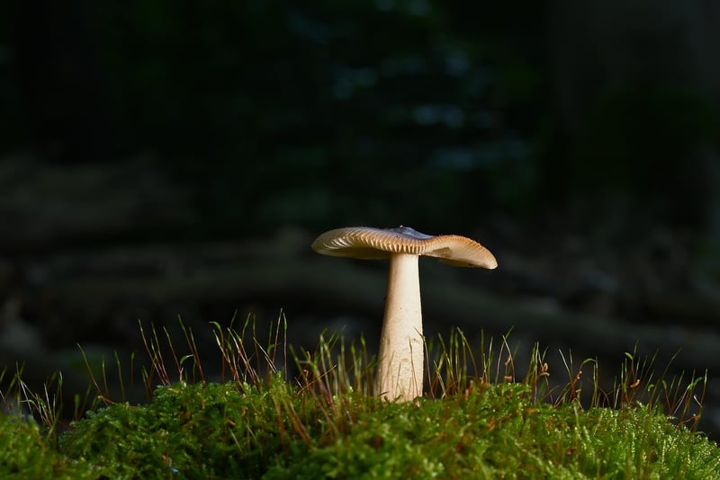 Forest Wedding Image