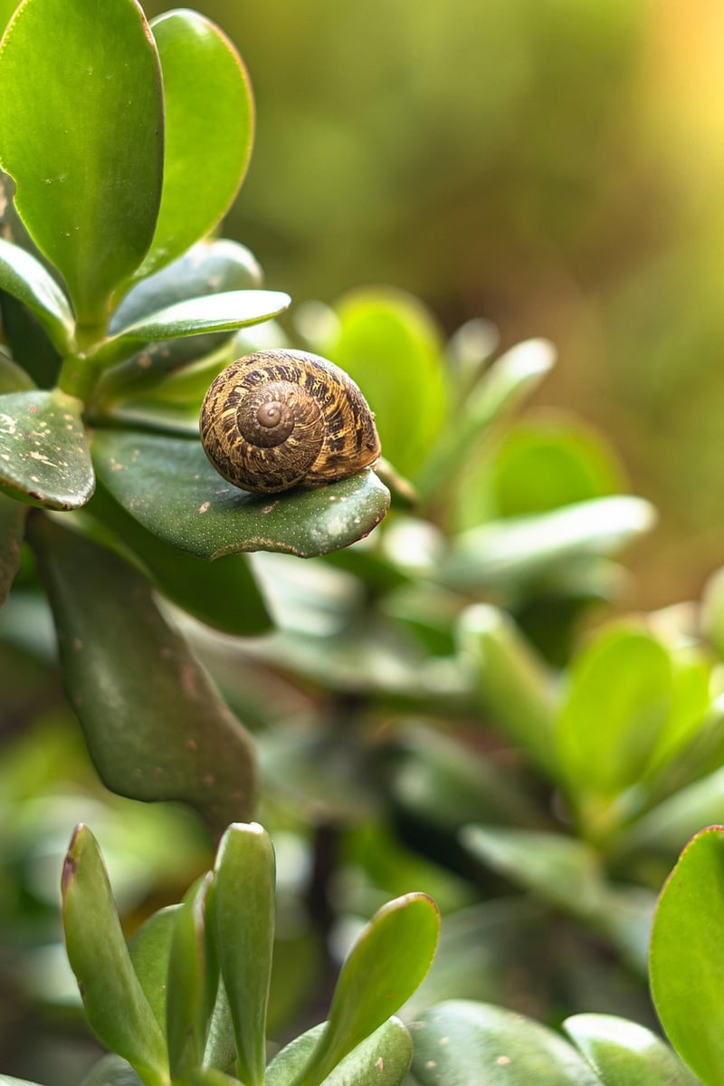 Greenery Decor