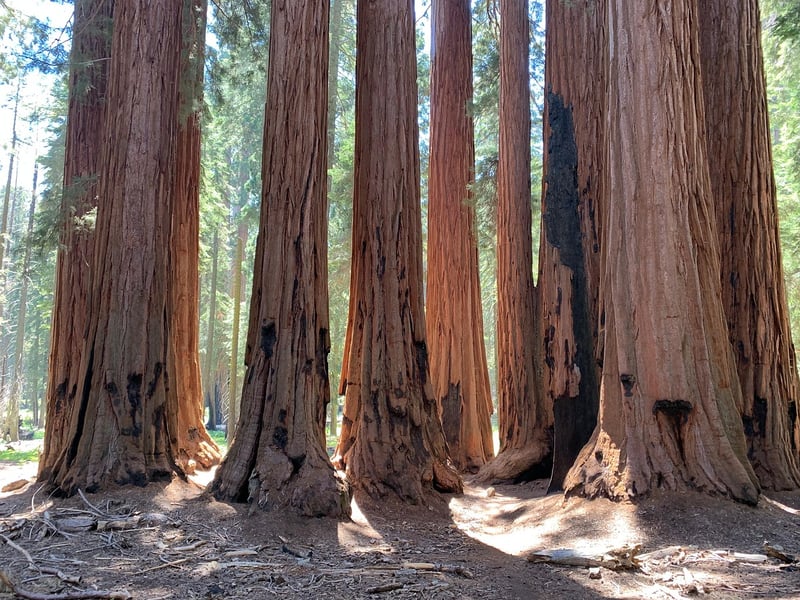 Enchanted Redwood Forest, California