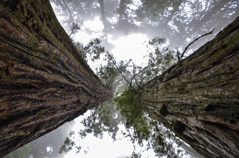 Redwood National Park