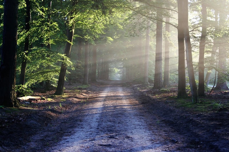 Enigmatic Sherwood Forest, England